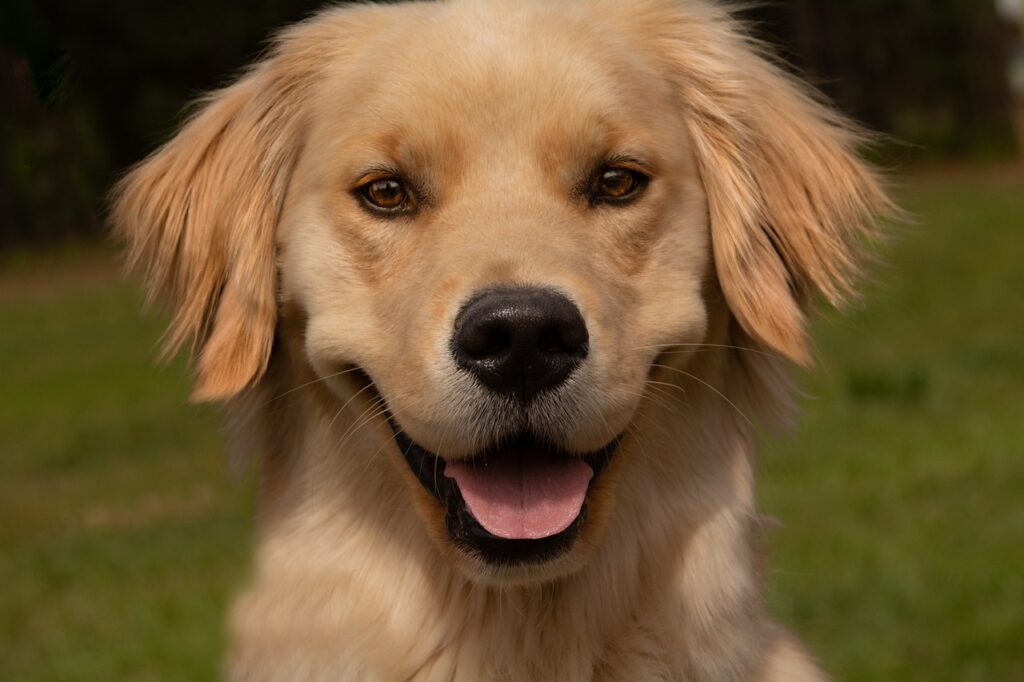 golden retriever, dog, puppy-5762247.jpg