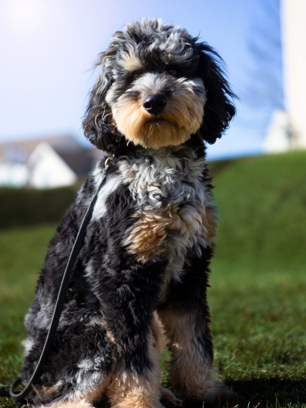 Auggie